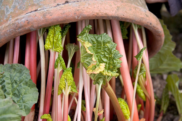 Basic Steps to Plant Rhubarb