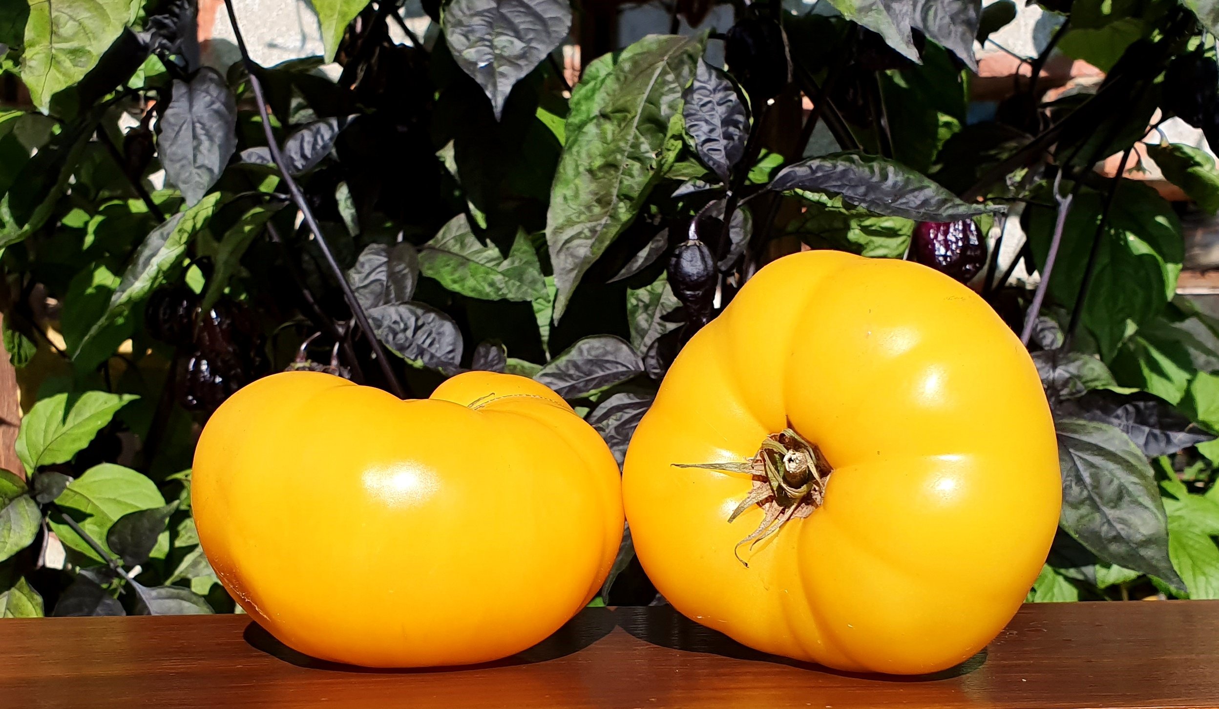 Basinga Yellow Tomato