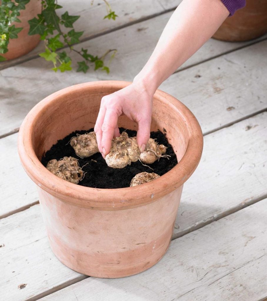 Be Careful While Planting Gladiolus Bulbs in Pots