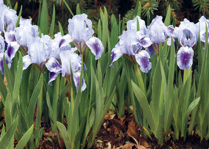 Bearded Iris