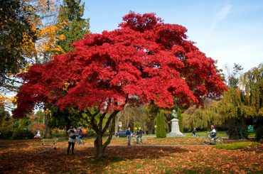 Beautiful Autumn Trees That Turn Red