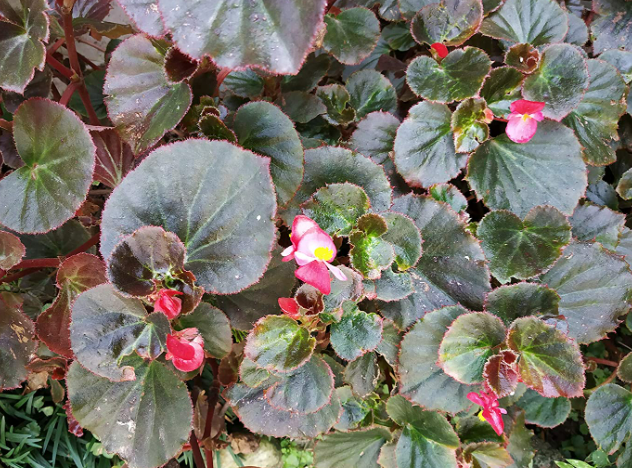 Begonia