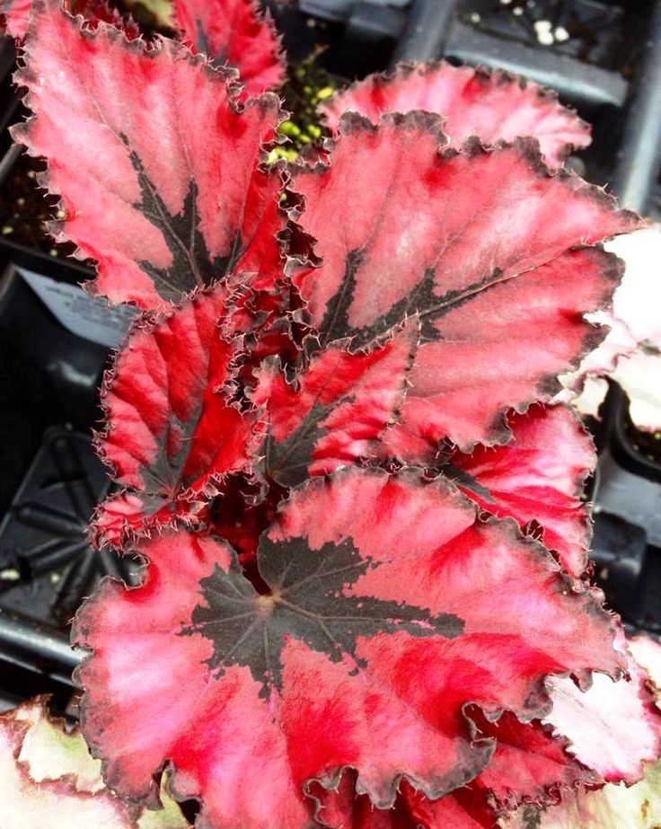 Begonia