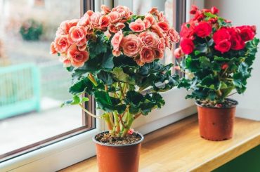 Begonia Plant Care & Growing Tips