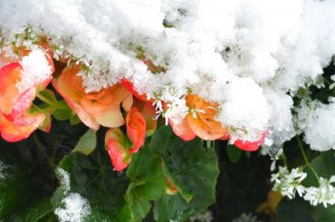 Begonia Winter Care