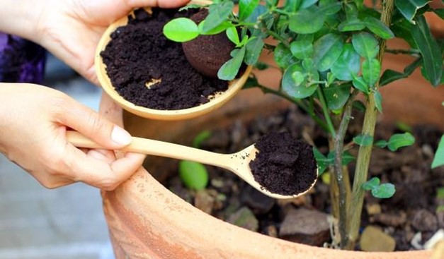 Benefits of Coffee Grounds Compost on Your Garden