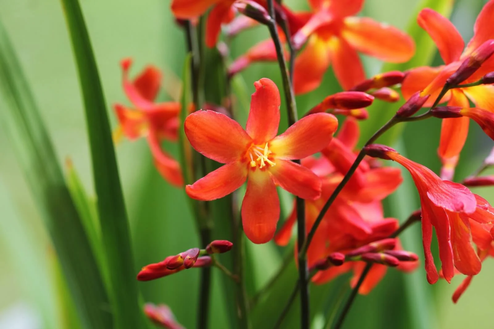 Benefits of Cutting Back Crocosmia