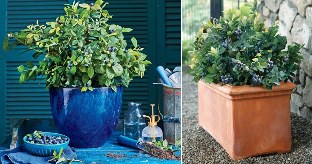 Benefits of Growing Blueberries in Pots