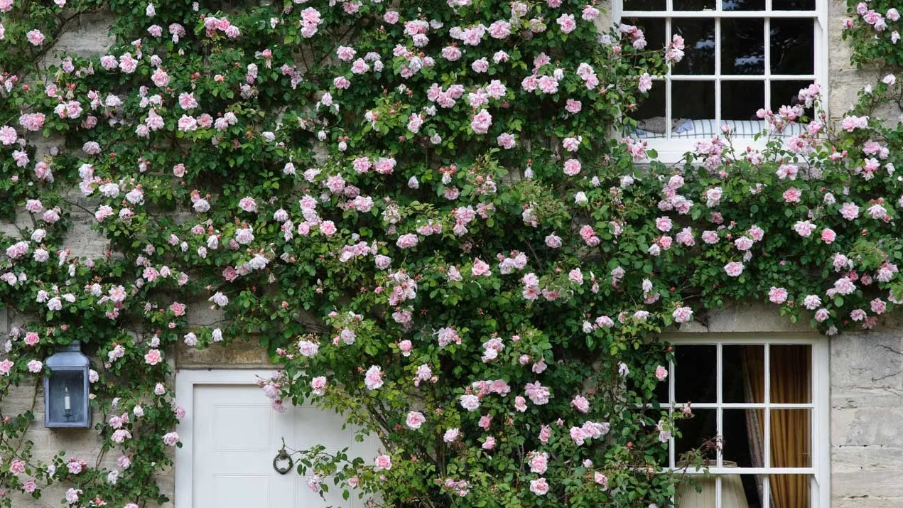 Benefits of Growing Climber Plants Along Your Walls .jpg