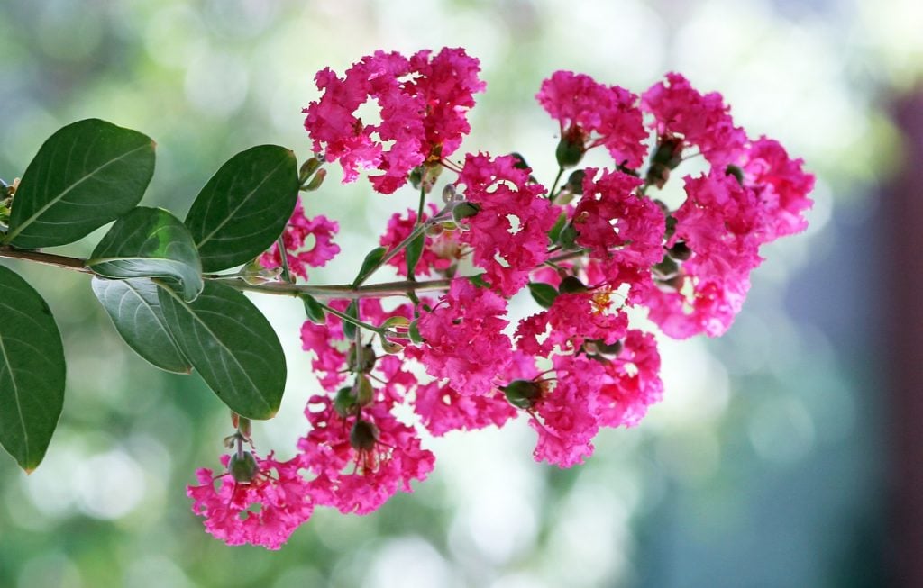 Benefits of Growing Crape Myrtle