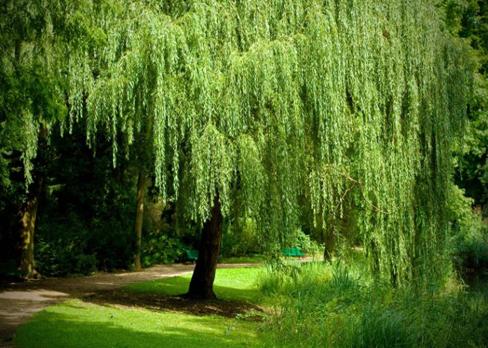 Benefits of Growing Willow Trees