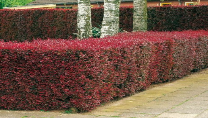 Berberis Ottawensis Superba Hedge