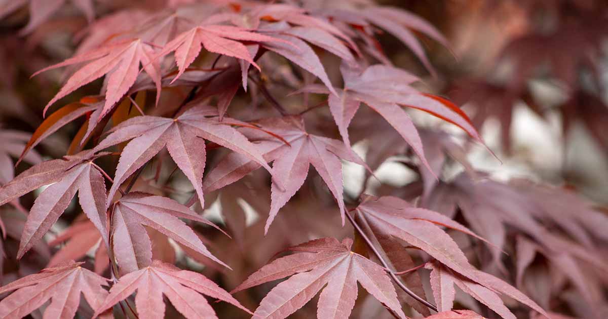 Exploring the Beauty and Diversity of Japanese Maple Varieties