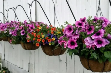 Best Plants To Use In Hanging Baskets