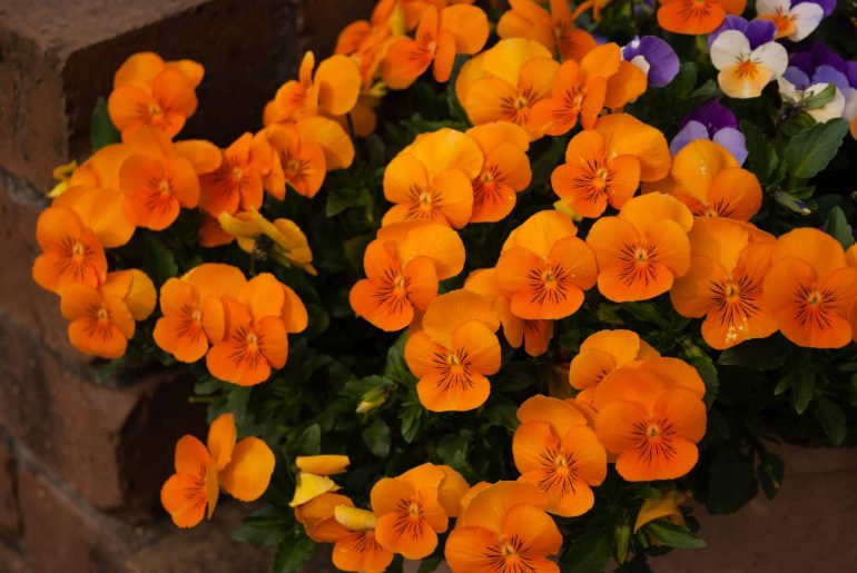 Best Plants with Orange Flowers