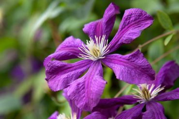 Best Plants with Purple Flowers