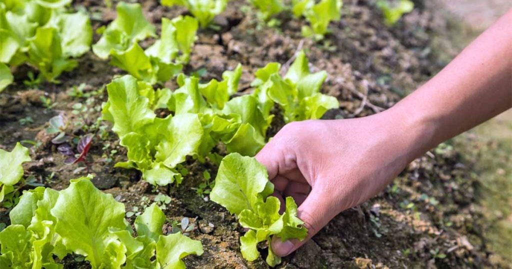 Best Time for Planting