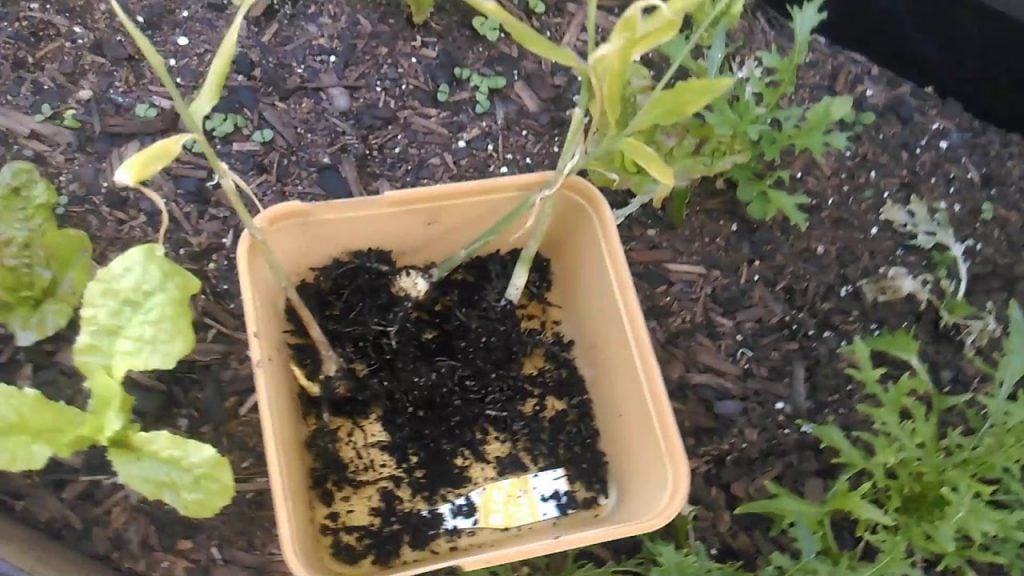 Best Time for Planting Ginger