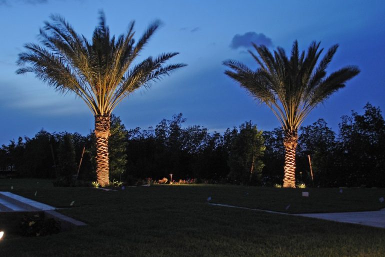 Amazing Lights for Best Palm Trees for UK