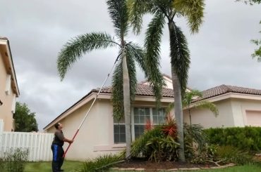 Top Pole Saw for Palm Trees for UK