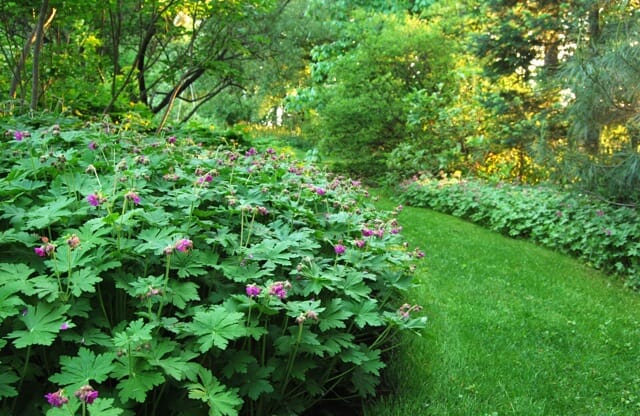Bigroot Geranium