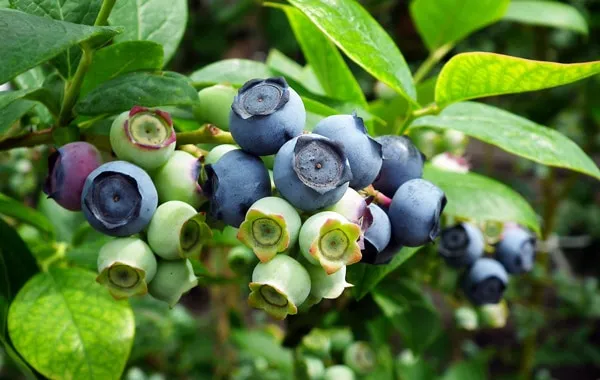 Bilberry