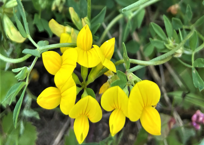 Bird Foot Trefoil