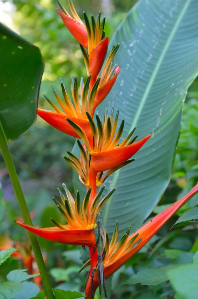 Bird of Paradise