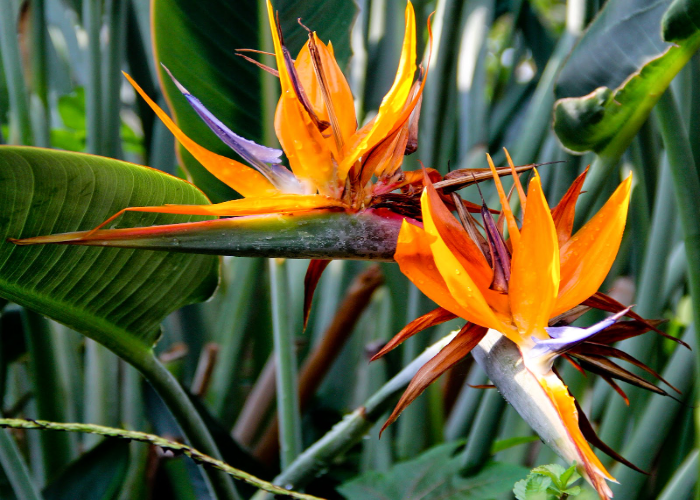 Birds of Paradise Plants