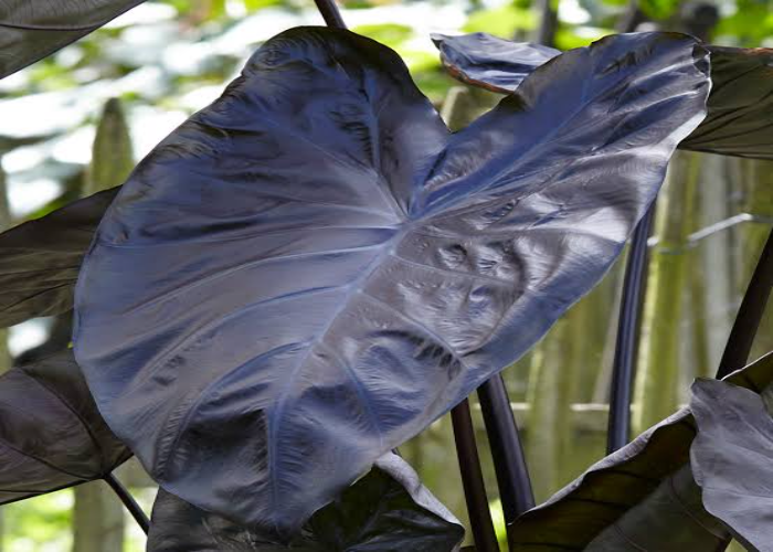 Black Coral Elephant Ear