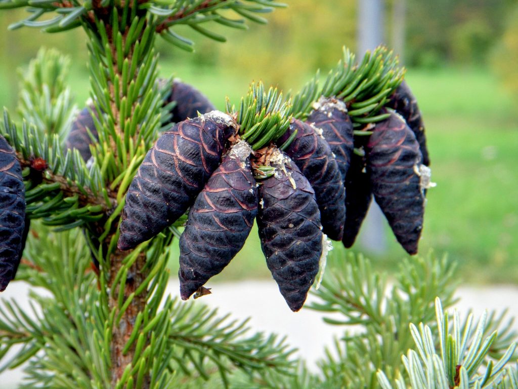 Black Spruce Tree