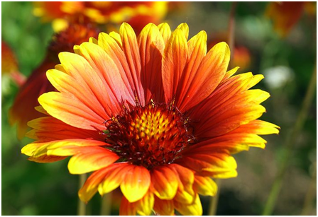 Blanket Flower