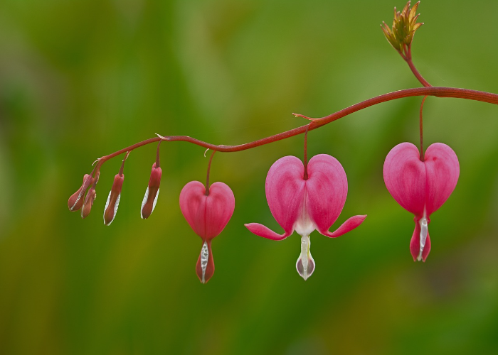 Bleeding Heart