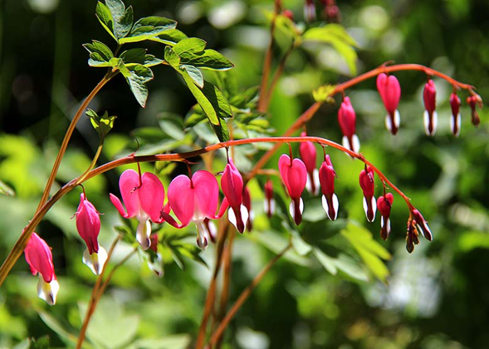 Bleeding heart