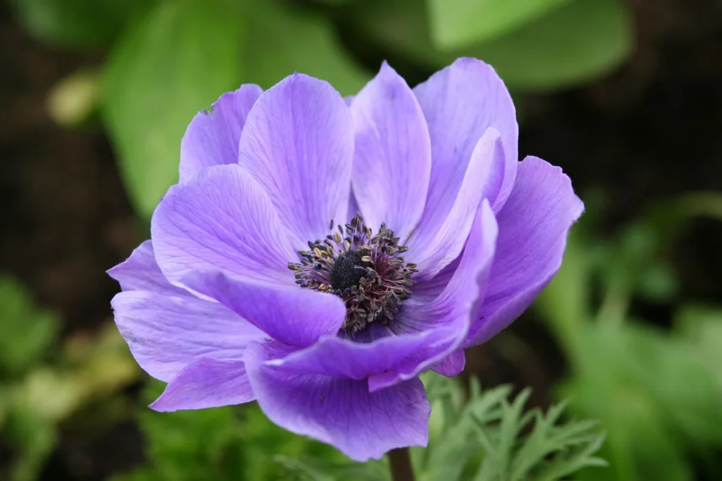 Blue Anemone