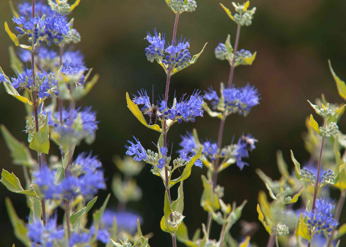 Blue Beard Bush