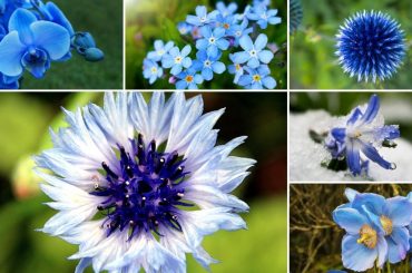 Blue Coloured Wildflowers For The Garden