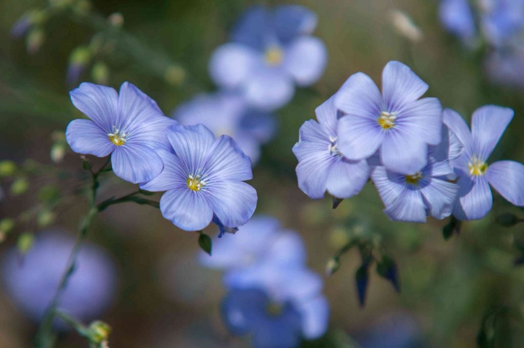 Blue Flax