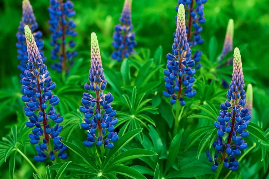 Blue Lupine