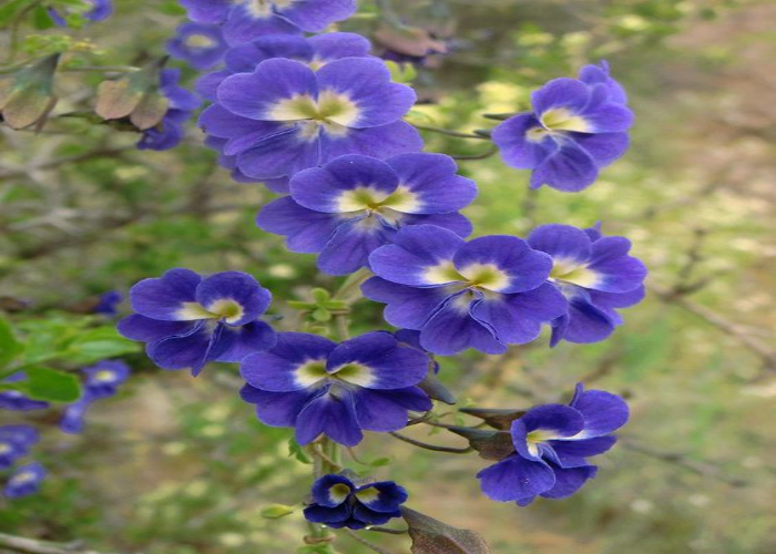 Blue Nasturtium