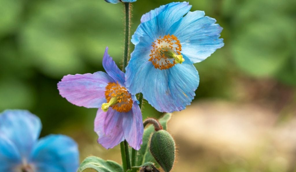 Blue Poppy