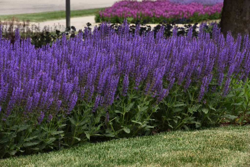 Blue Salvia