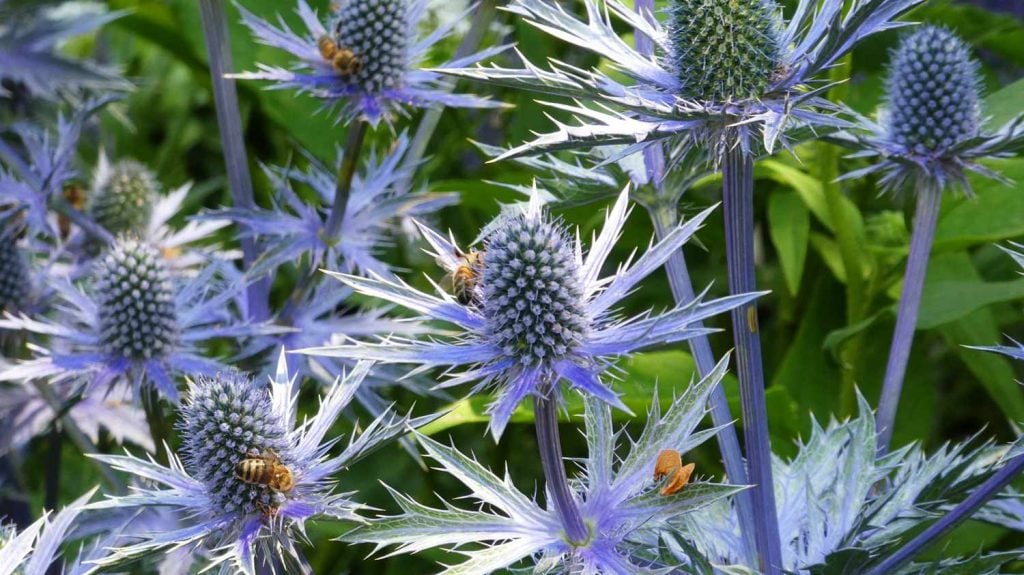 Blue Sea Holly