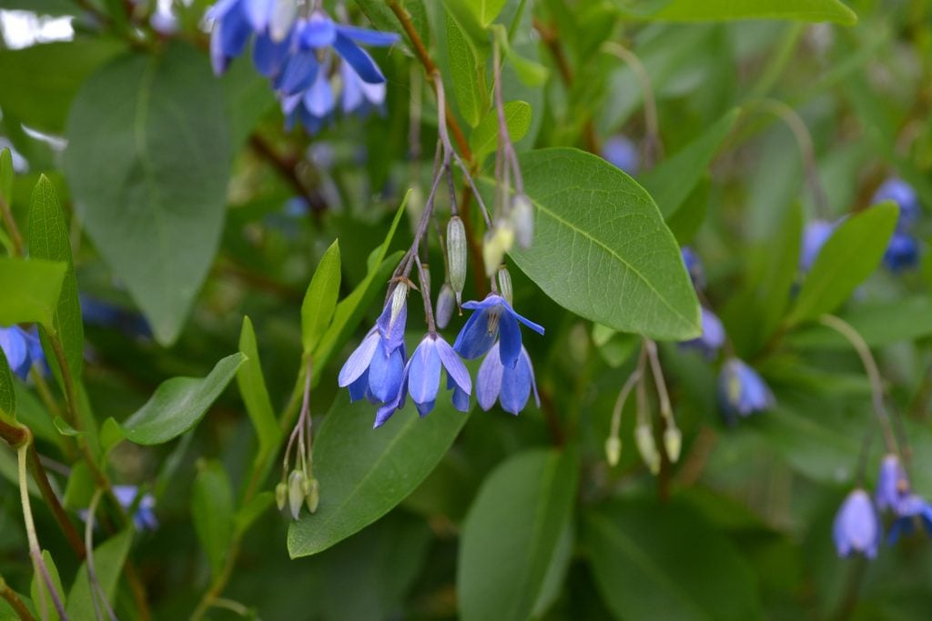 Bluebell Creeper