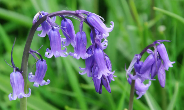 Bluebells