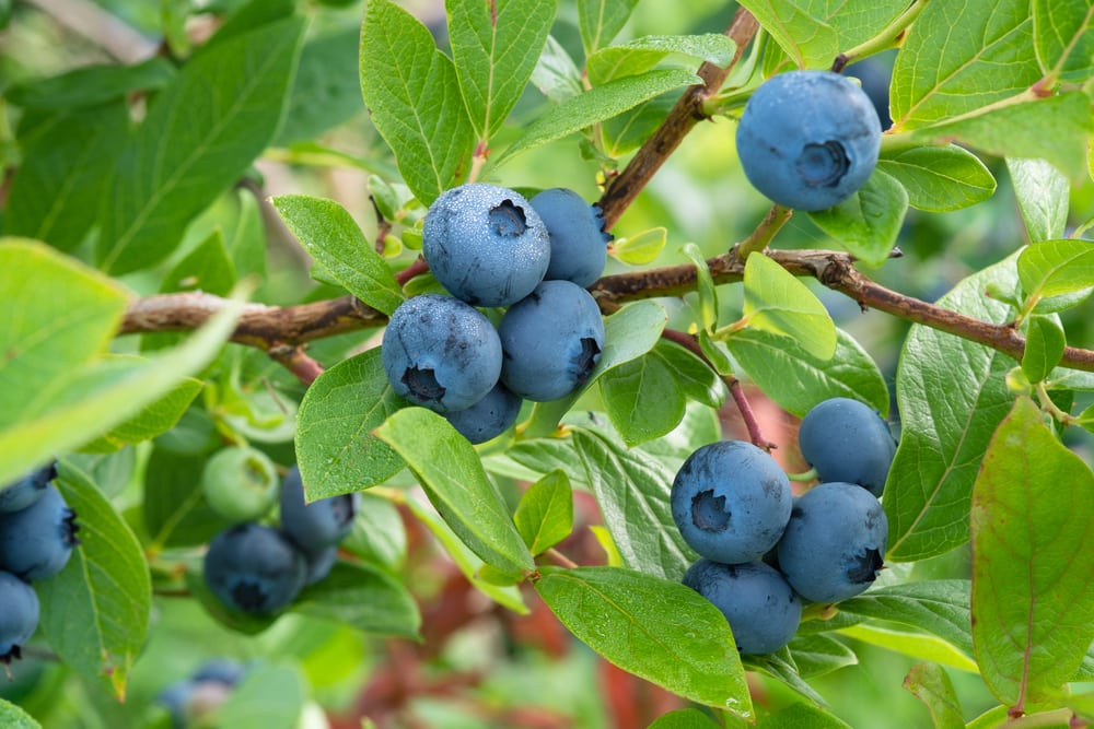 Blueberry Variety