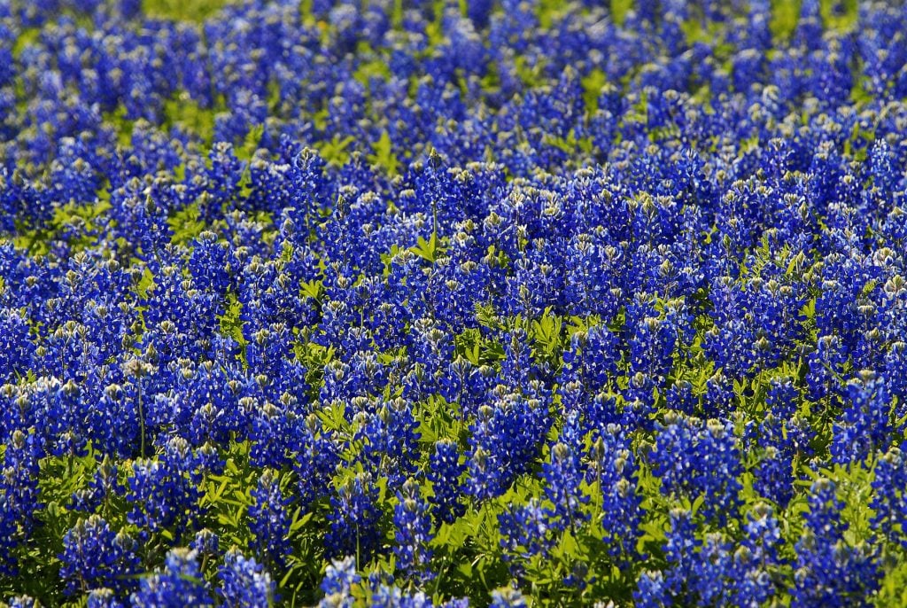 Bluebonnets