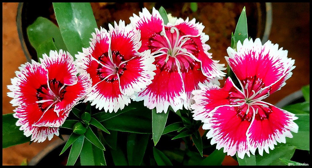 Border Carnations