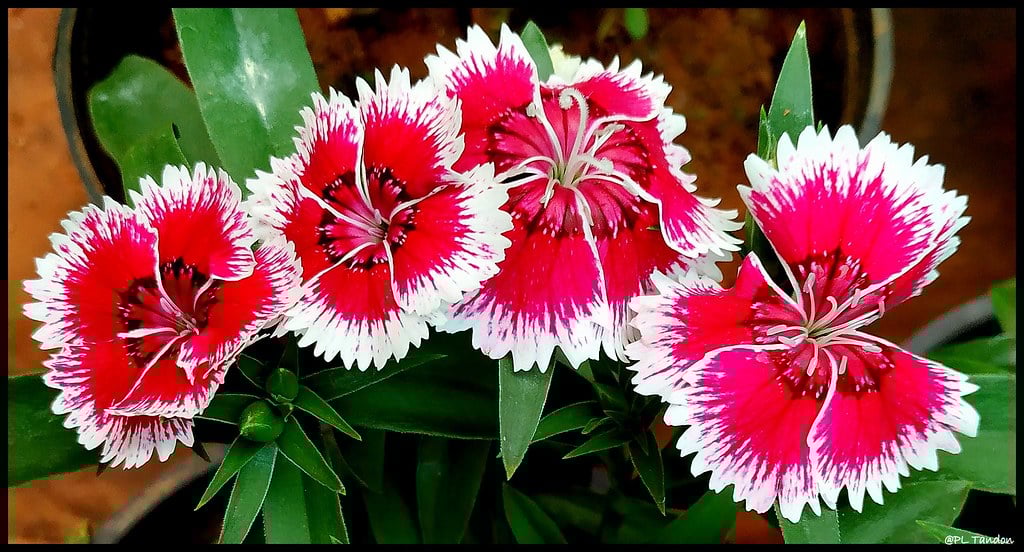 Border Carnations