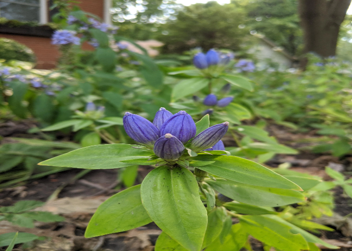 20 Beautiful Blue Wildflowers To Enhance Your Garden s Appeal The Arches